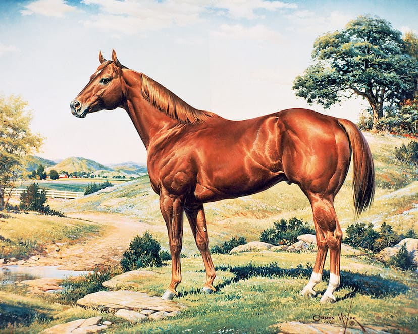 Cavalo Quarto de Milha
