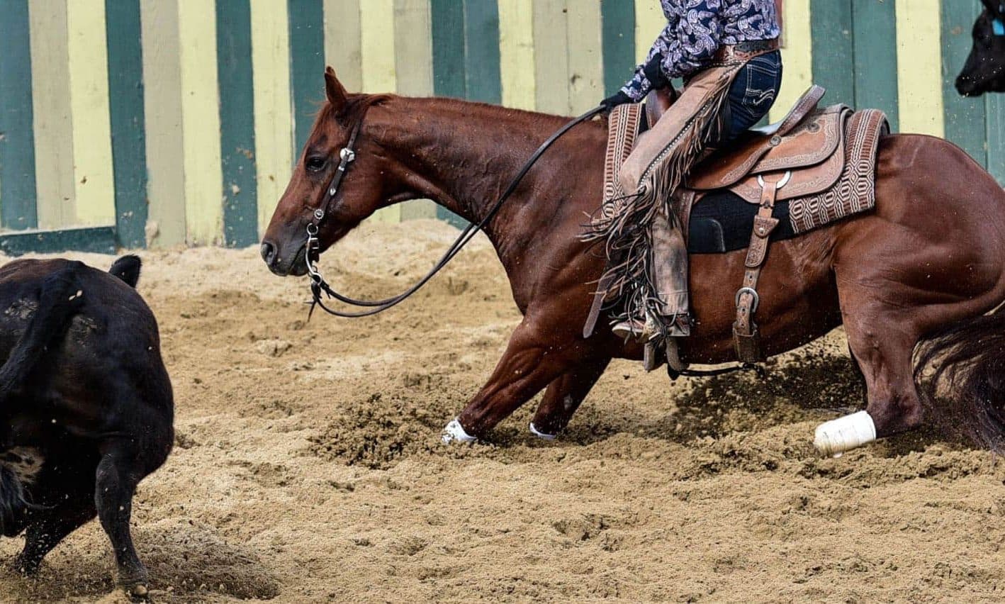 Apartação de gado com cavalo Quarto de MIlha