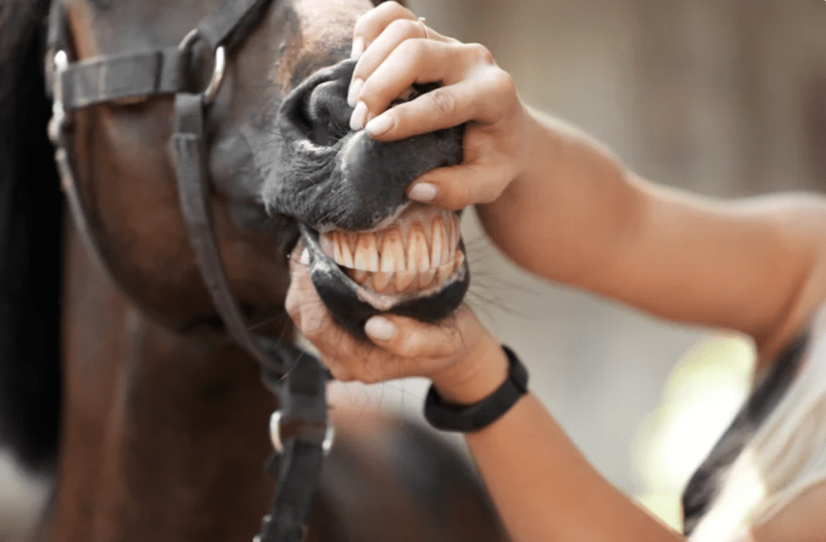 Dicas para comprar cavalo quarto de milha