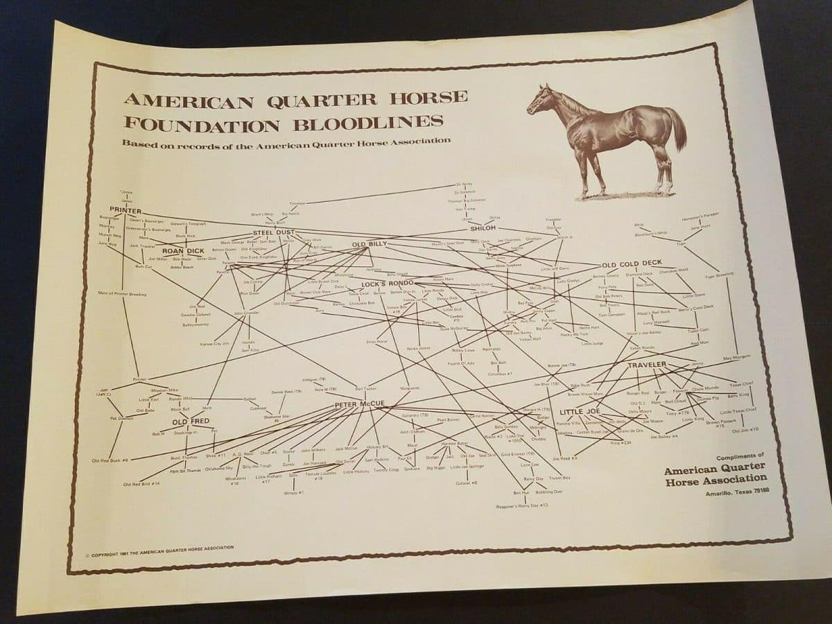 Linhagens da raça Quarto de Milha