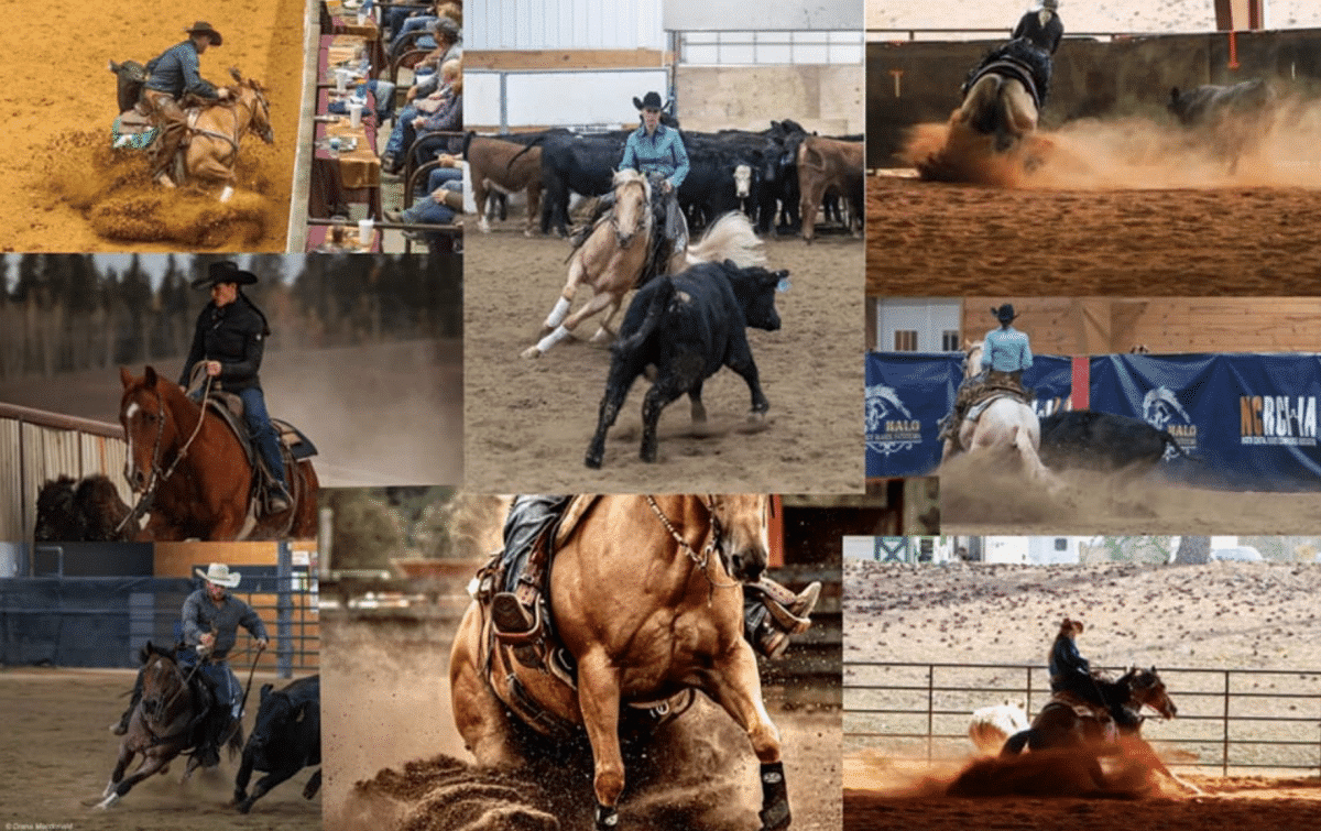 Provas equestres Quarto de Milha Provas equestres Quarto de Milha