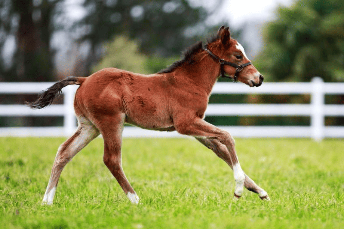 Marketing potros quarto de milha