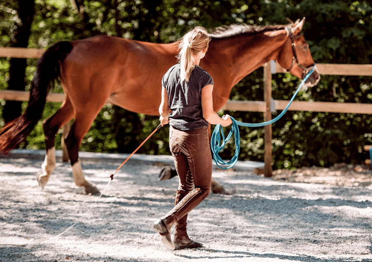 Treinamento Funcional para equinos