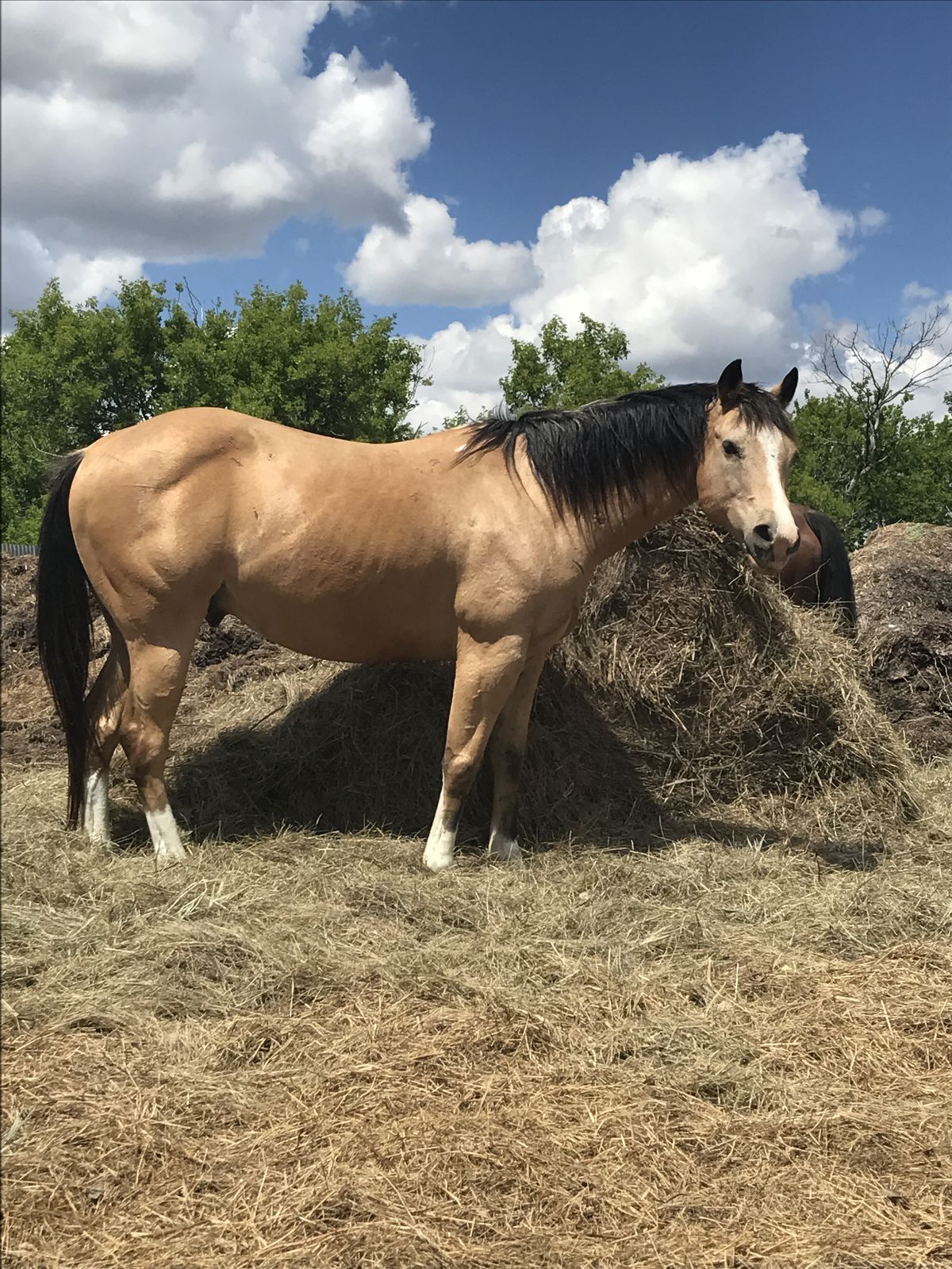 41b9029aa334f9892959f55e32a534c9