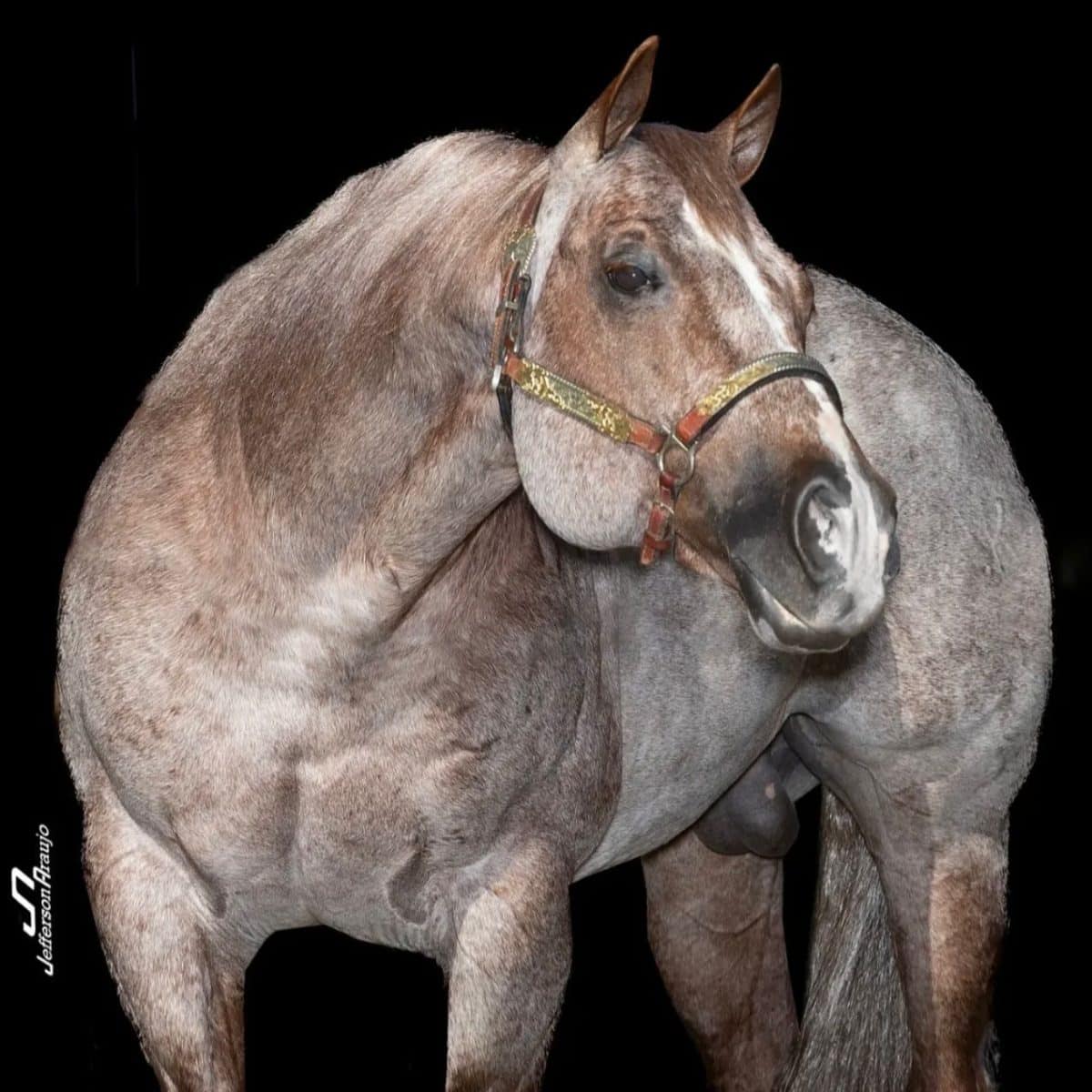 WhatsApp Image 2026-02-12 at 00.22.37 (1)