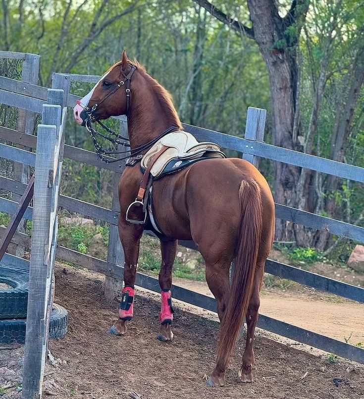 b62c4b3dfae63a833dc972e4aa58460b