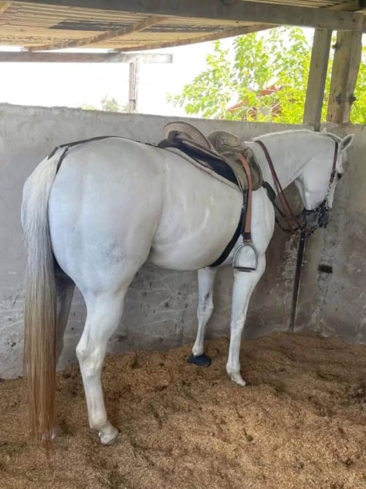 295b09f3350467392aea81f24348e414