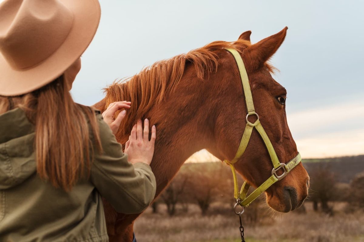 Dia do Cavalo: brasileiros celebram a data em mais de um momento do ano