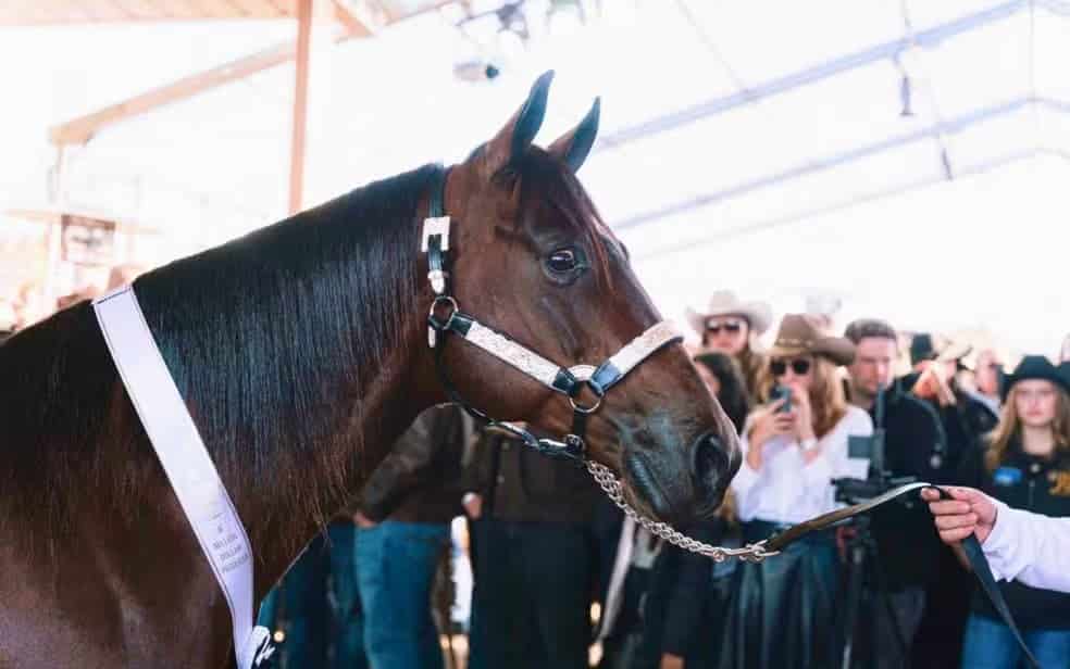 Mercado de cavalos Quarto de Milha movimenta milhões em Goiás e atrai investidores do Brasil e do exterior