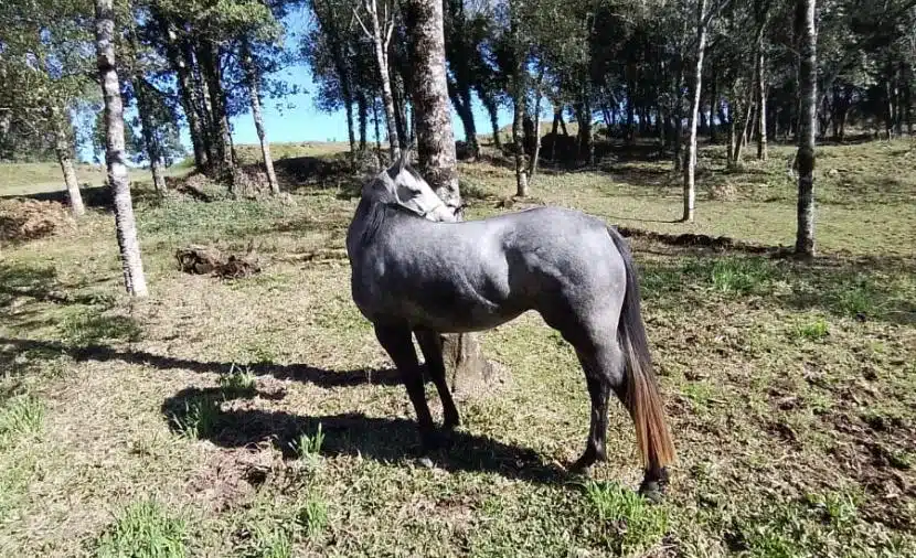 skf_cavalo_01_2