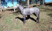 skf_cavalo_01_3