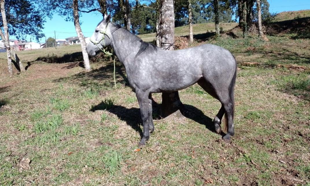skf_cavalo_01_3